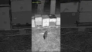 Beekeepers Apiary RAIDED by midnight visitor caught on infrared LIVE CAM. Beehives unharmed. Love it