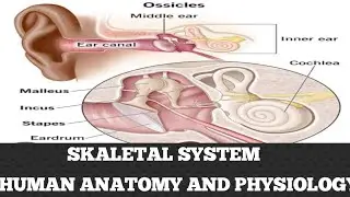 &ldquo;Ear Bones (Ossicles)( Skeletal System) Explained | Human Anatomy & Physiology | B Pharma 1st Year&rdquo;