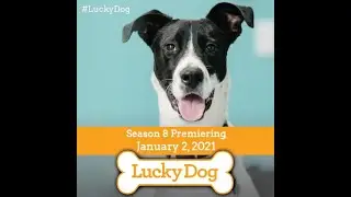 Lucky Dog Trailer, A Rae Band