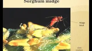 Management of Sorghum Insect Pests - Kathy Flanders