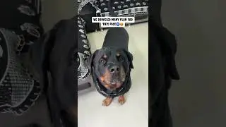 Doglover can understand 🧿😊 #rottweilerthebruzzo9212 #dog #pets #rottweiler #doglover #shorts