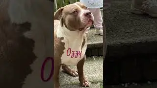 Ozzy is apparently an xxl bully 24 inches to the shoulders