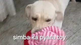simba ki priorities set hai 😁#doglover #labrador #dog #cutedog #funny #petlover #minivlog #yt #dogs