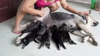 Newborn German shepherd Puppies Drinking Milk with Milk Bottle