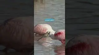 How do Roseate Spoonbills Hunt?