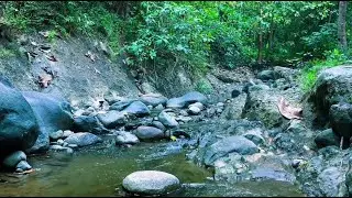 Peaceful River Stream Sounds for Sleeping Deep Relaxation Gentle Water Ambience All Night