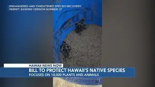 Hawaii senators introduce bill to protect native plants, species