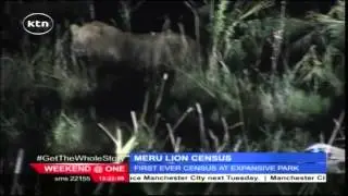 Kenya Wildlife Service and Born-Free Foundation conducts Lion census at Meru National Park