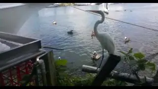 TARPON SPRINGS  FL 4K