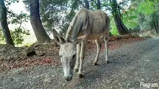 S484 - Muntanya de Sant Valent&iacute; 3.11.2019
