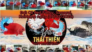 khuyến m&atilde;i mua trống TẶNG M&Aacute;I ,Đợt C&aacute; betta Red Fancy, Samurai,KoiNemo (05/02/2025)