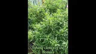 Nz weed grow. Cuttings of the homies 😎👍