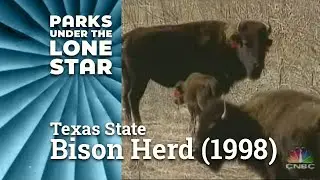 Texas State Bison Herd | The Weidman Collection (1998)
