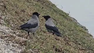 2026-01-22 LJUBLJANA Prule PASSERIFORMES Corvus cornix SIVA VRANA