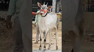 ✨Top quality 💥 Mysore Hallikar 🌟 race bull 🔥#hallikar #hallikarbulls #bailgada #bailpola #jallikattu
