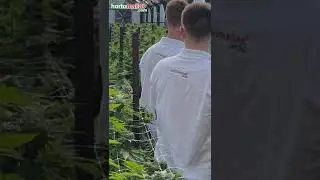 Mallas para el soporte y gu&iacute;a de tallos de flores. #shorts