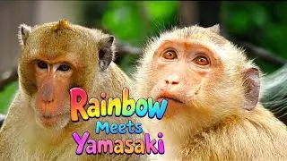 Rainbow’s New Adventure: Meeting Yamasaki 🐒💖