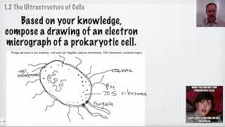 [IB Biology Topic 1 Revision] Ultrastructure of Cells