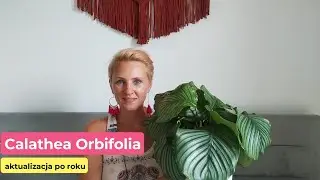 Calathea Orbifolia | Aktualizacja po roku | Nie jest idealnie | Szkodniki || PIPILOTKA