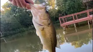 How to Pond Fish for Bass in Fall
