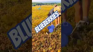 Satisfying Blueberry Harvest 🫐