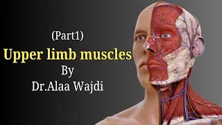 Lec4: Muscles of the upper limb (part1)