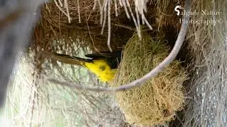 Puerto Rican Oriole Building Nest