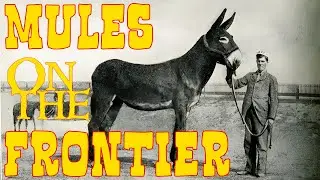 Mules on The Wild West Frontier