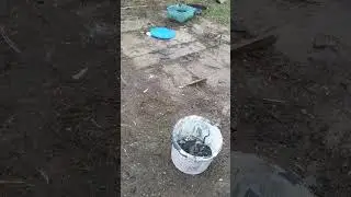 Полезный совет для борьбы с грызунами