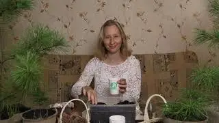 Pflanze deinen eigenen Zirbelkieferbaum