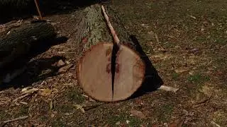 Riving Large White Oak Log For Axe Handles