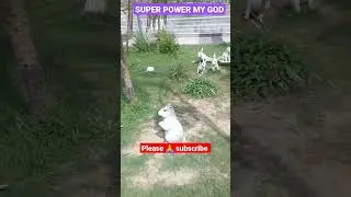 #Beautiful #rabbit #awesome #trending #religion #indian