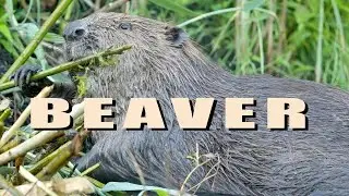 Eurasian beaver animals build a dam