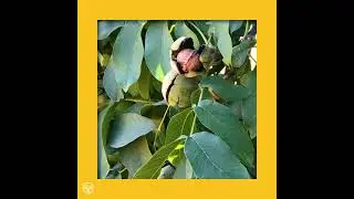 California Walnuts - Why California?