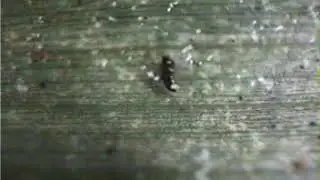 ハダニカブリケシハネカクシ Oligota yasumatui のハダニ捕食