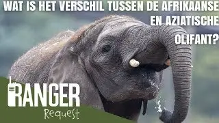 WAT IS HET VERSCHIL TUSSEN DE AFRIKAANSE EN AZIATISCHE OLIFANT | Ranger Request