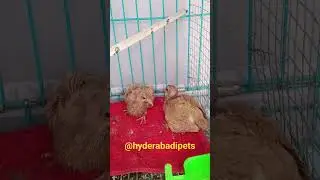 Baby Pigeons Growing Up #hyderabadipets #hyderabadpets