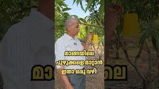 This is enough to drive away the worm in the mango! #fruitfarming #agriculture
