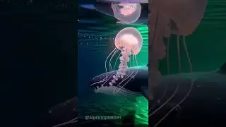 Jellyfish Skies - Surreal AI Videos