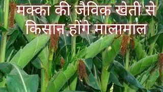 मक्का की जैविक खेती कैसे करें।Vestige Agri Products के द्वारा।