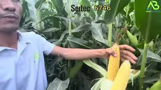 Seitec Genetics 6746 gibrid urug'u Farg'ona Viloyati