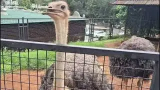Ostrich attack 😲animal world ​@Animal-World-Explorer #viral #ostrich #animals #ostrichbird #youtube 