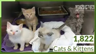 PHS/SPCA 2022 Recap: Animals You Helped Save!