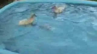 Ducklings diving