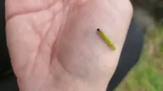 Backyard bug hunt - oak leaf roller
