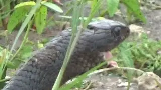 Blue Indigo eating a frog - Texas Blue Indigo (Drymarchon melanurus erebennus)