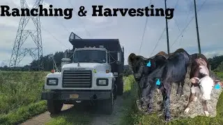 Calves Got Ear Tags And Harvesting 2 Farms In One Day