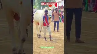 BSS REDDY bulls