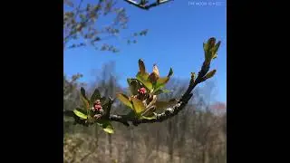 The Moon Is A Bell - Blossoms