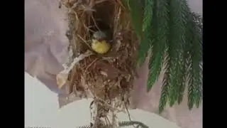 First flight || Sunbird baby first flight|| #birds || #sunbird